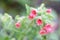 Red lungwort Pulmonaria rubra Redstart, reddish flowers