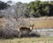 Red lychee antelope stands under a thorny bush at the edge of the swamp