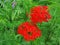 Red Lychnis chalcedonica flowers