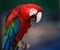 The Red Macaw