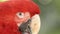 Red macaw.