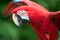 Red Macaw