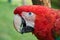 Red macaw