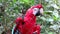 Red Macaw