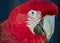 Red macaw aka Arara vermelha, exotic brazilian bird - photo of the head of a red macaw in closeup