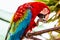 Red Macaw or Ara cockatoos parrot