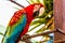 Red Macaw or Ara cockatoos parrot