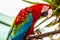 Red Macaw or Ara cockatoos parrot