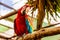 Red Macaw or Ara cockatoos parrot