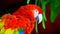 Red macaw bird