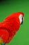 Red macaw bird portrait