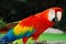 Red macaw bird portrait