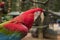 Red macaw in a brazilian park