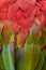 Red macaw feather detail in a brazilian park