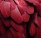 Red Macaw Feathers