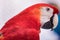 Red Macaw from The parrot family