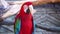 Red macaw parrot with a huge beak looks at the camera, and then abruptly leaves close-up