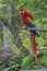 Red Macaw, Parrot posing on a branch
