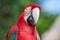 Red Macaw perched on a tree