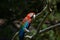 Red Macaw sleeping, parrot