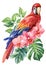 Red macaw, tropical bird watercolor illustration hand drawing, parrot, orchid flowers, leaf in isolated white background