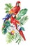 Red macaw, tropical bird watercolor illustration hand drawing, parrot, orchid flowers, leaf in isolated white background