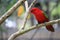 Red macore bird on branches of tropical trees in the jungle.