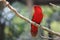 Red macore bird on branches of tropical trees in the jungle.