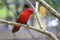 Red macore bird on branches of tropical trees in the jungle.