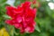 Red macro hibiscus flower on blur green leaves background.