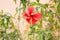 Red macro hibiscus flower on blur green leaves background.