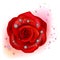 Red macro rose with diamonds