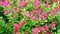 Red Madagascar periwinkle, rose periwinkle and green grass in garden