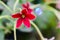 Red Madhobilota flower in Bangladesh