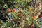 Red madrona berries ripen in fall