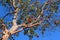 Red madrona berries ripen in fall