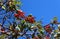 Red madrona berries ripen in fall