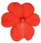 Red or magenta flower of garden balsamine Impatiens parviflora.