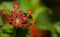 Red and Magenta Flowers of Lantana Shurb