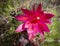 Red and Magenta Matucana Cactus Flower
