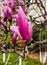 Red magnolias in the people`s Park in the southern suburb of Xi`an