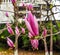 Red magnolias in the people`s Park in the southern suburb of Xi`an