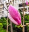 Red magnolias in the people`s Park in the southern suburb of Xi`an