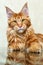 Red maine coon cat fox posing on mirror reflection