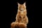 Red Maine Coon Cat Sitting with Furry Tail Isolated Black