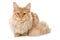 Red maine coon cat sitting on white background