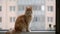 Red maine coon cat sitting on windowsill. Home animal pet kitten mainecoon.