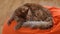 A red Maine coon cat sleeping on an orange bean bag chair.