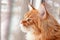 Red Maine Coon Kitten Looking Out of Window Mosquito net