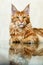 Red maine coon kitten posing on mirror reflection fox